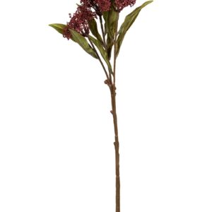 Skimmia 55cm burgundy